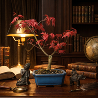 Japanese Maple (Acer) Bonsai Tree Deshojo Informal Upright styled lifestyle image