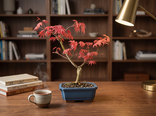 Japanese Maple Deshojo Bonsai Tree on an office desk
