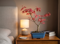Japanese Maple Deshojo Bonsai Tree on a bedroom nightstand