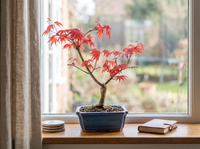 Japanese Maple Deshojo Bonsai Tree on a bright windowsill